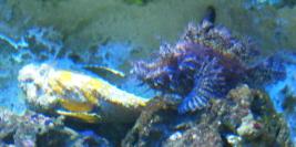 vacances a la grande motte