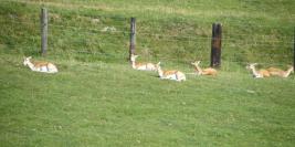 cerza 31 juillet 2009