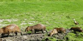 cerza 31 juillet 2009