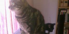 Chez Mégane et son copain