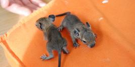 le samedi 1er mai 2010