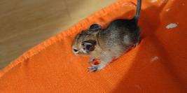 le samedi 1er mai 2010