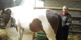 cheval anais papa