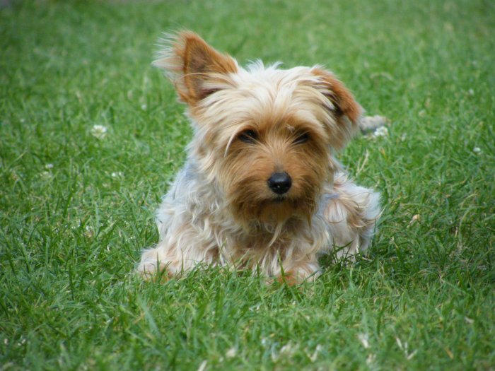 Roxane sur l'herbe