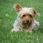 Roxane sur l'herbe