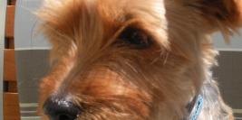 photo anniversaire sophie 2010