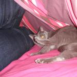 DSCF7530