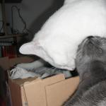 DSCF7541