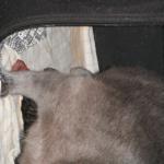 DSCF7567