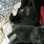 DSCF7585