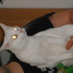 DSCF7603