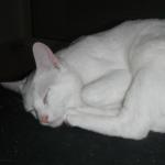 DSCF7607