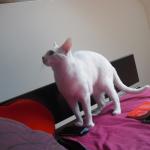 DSCF7617