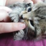 DSCF7746