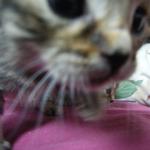 DSCF7819