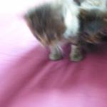 DSCF7854