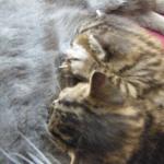 DSCF7961