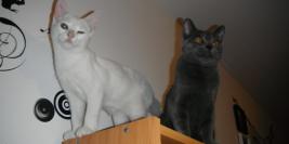 Neige et Gaia