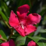 DSC_0547_700