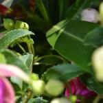 DSC_0550_150_w150_h150_cw150_ch150_thumb
