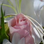 DSC_0567_555