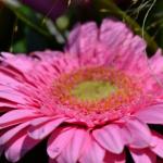 DSC_0580_555