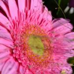 DSC_0581_555